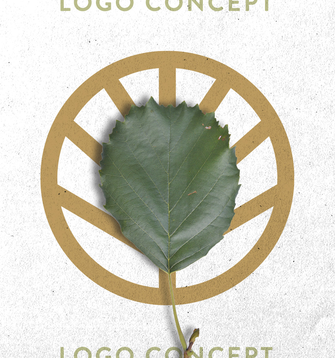 Black Alder Logo Concept: Black Alder Leaf as Icon