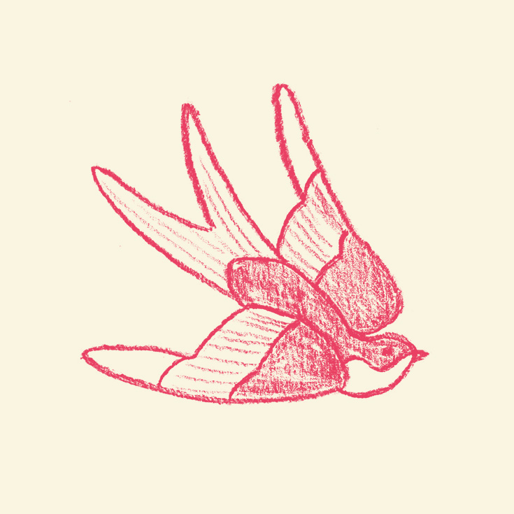 Auggie Beverages Swallow Icon Sketch